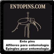 ento pins 17